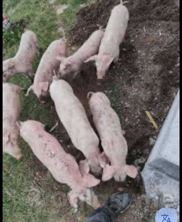 Malu prasad za drzanje