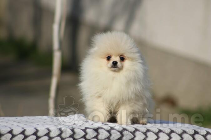 Pomeranac Boo štenci  