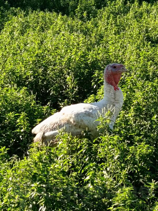 Продајем товне ћурке