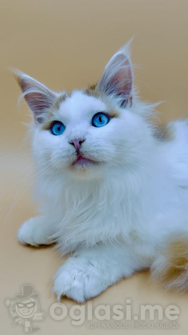 Maine Coon DBlueEyes musko mace