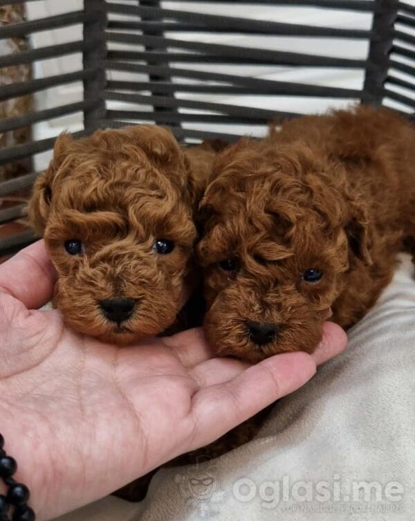 Savršene toy pudle u crvenoj boji 