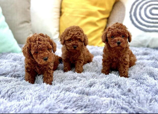 Najmanje pudle, od najlepsih roditelja 