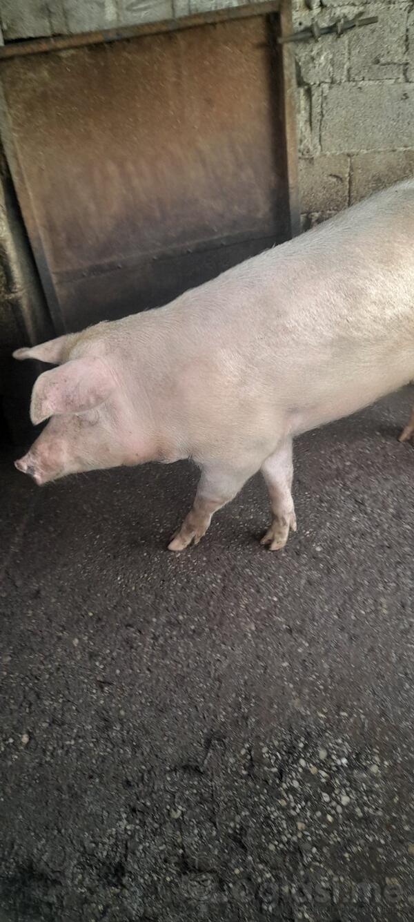 Pravo domace domaca hrana