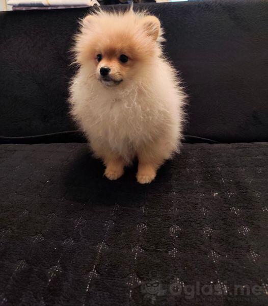 Štenci pomeranskog špica