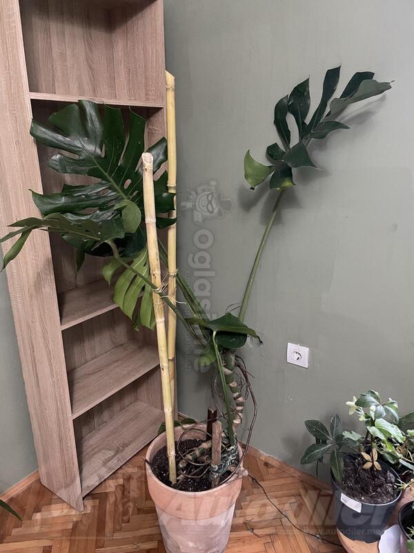 Monstera 