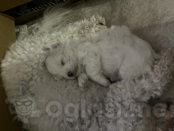 Prodajem stene Bisona