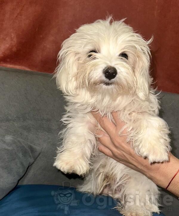 Prodajem 2 maltezera