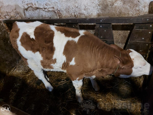 Prodajem domace tele, staro 2 mjeseca