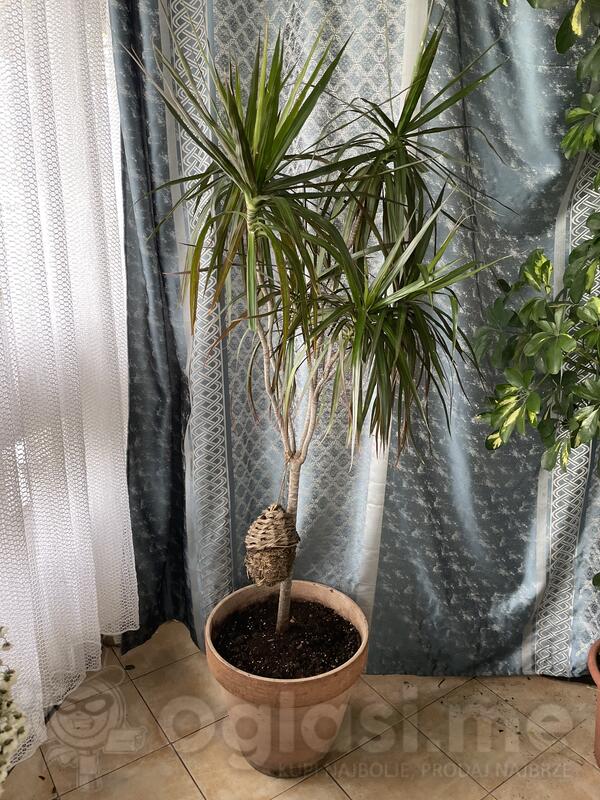 Dracena velika 