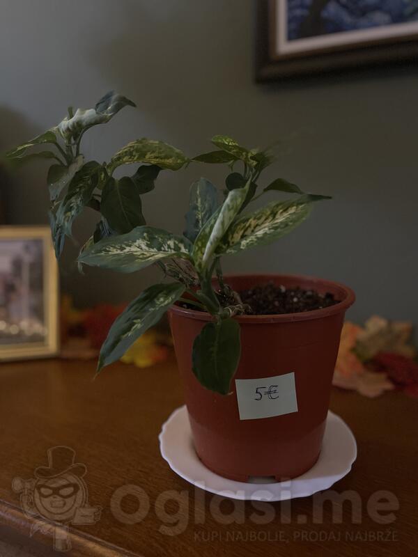 difenbahija kompaktа