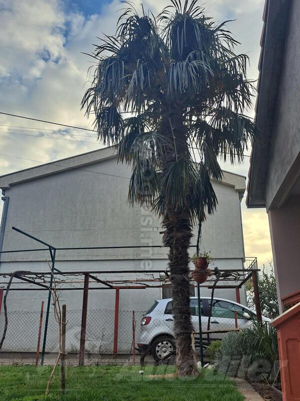Palma stara 25 godina