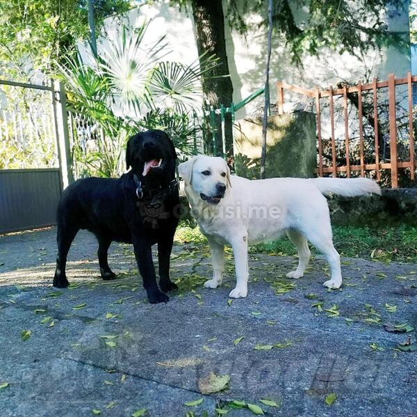 Stenci Labrador Retriver
