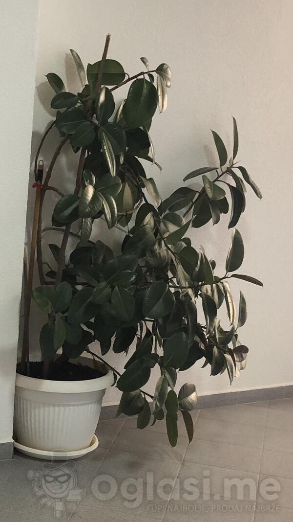 Prodajem fikus cvijet