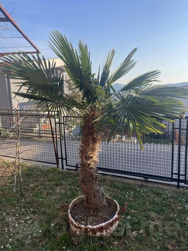 Palma 2,20m