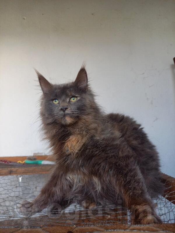 Maine coon 