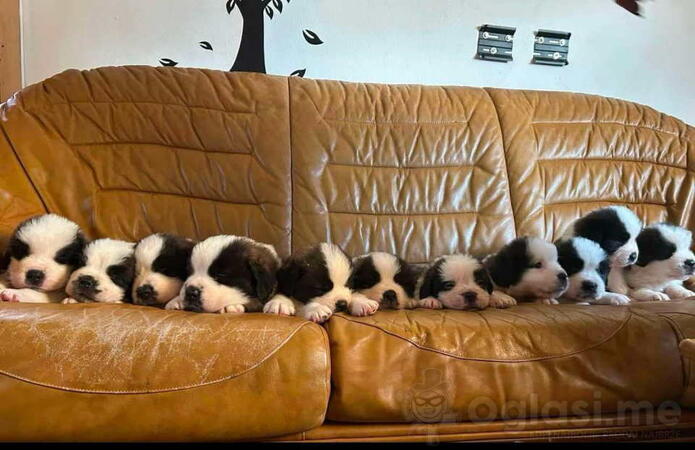 Na prodaju štenci Bernardinca 