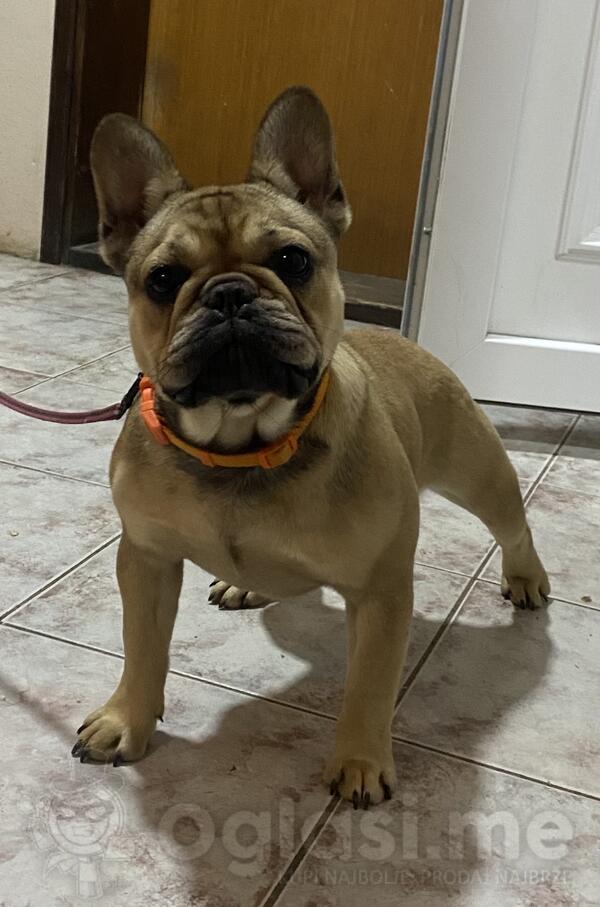 Francuski buldog štene 