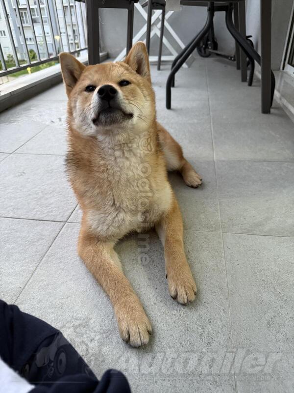 Shiba inu stene,mnogo lepse izgleda uzivo nego na kameri