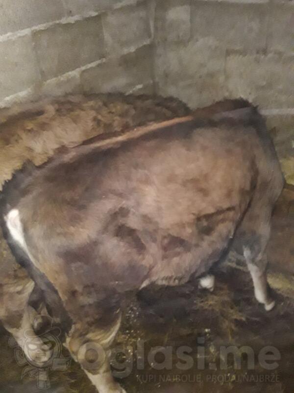 Telad! Juncici Simentalske Rase.