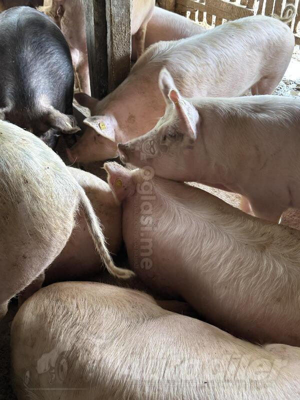 Prodajem tovne svinje.