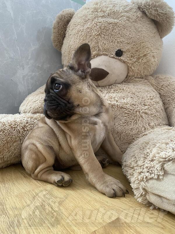 Francuski buldog 