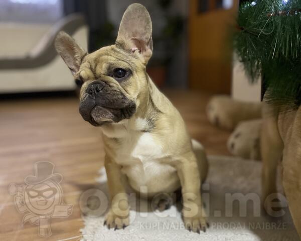 Francuski buldog žensko štene 
