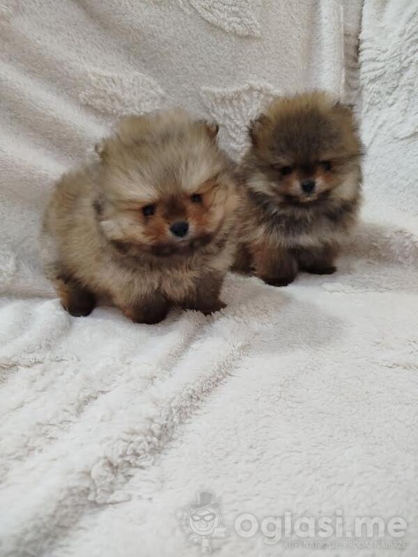 Prelepi Boo medvedici