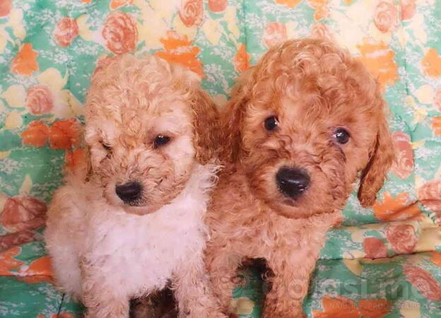 Francuske pudle vrhunskog porekla