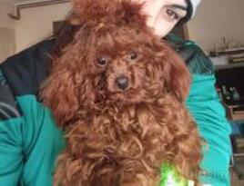 Toy pudla (China,Core)