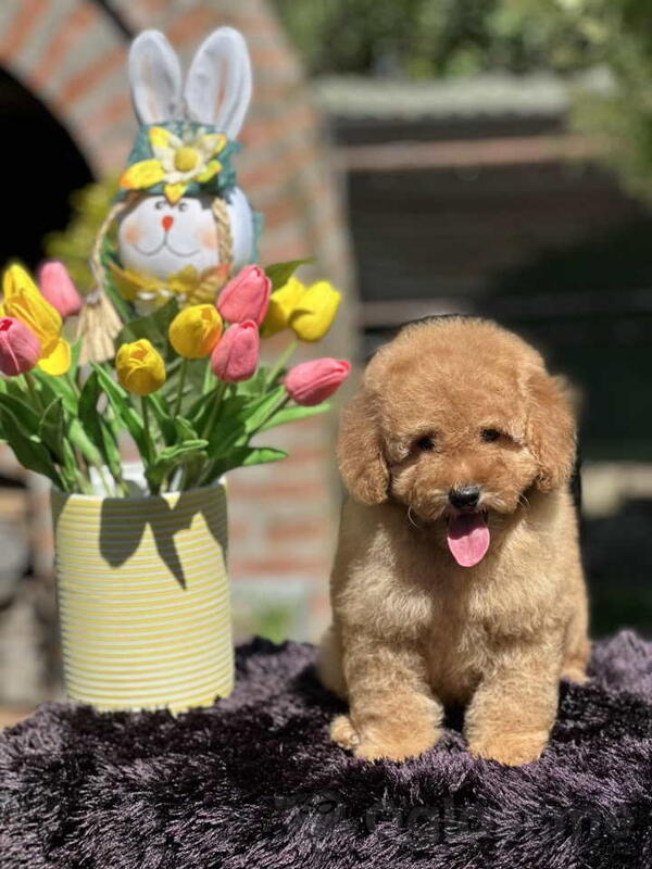 Aprikot toy PUDLA stene, sa svom dokumentacijom