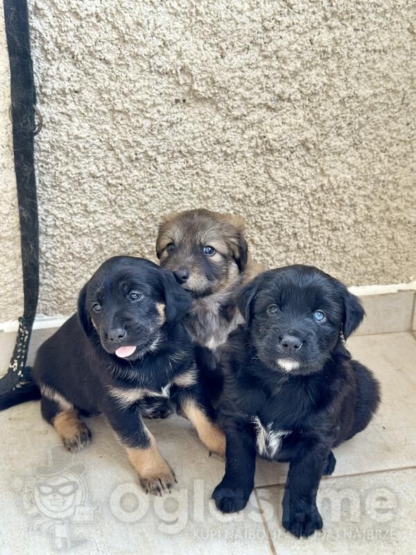 POKLANJAMO TRI ŽENKICE