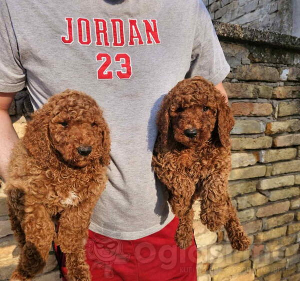 Kraljevske PUDLE dva decaka Dostupna dva decaka