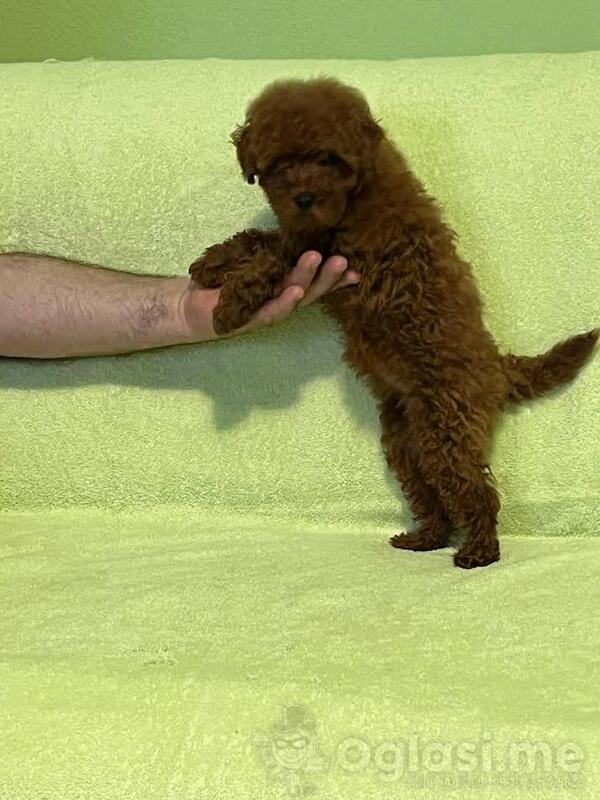 Štenci crvene toy pudle 