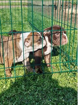 Engleski Buldog kučici