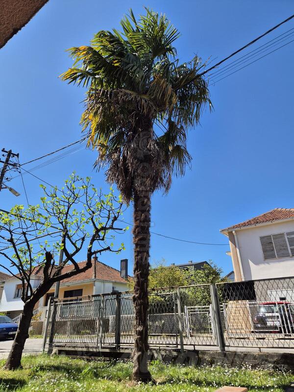 Palma (27 godina stara)