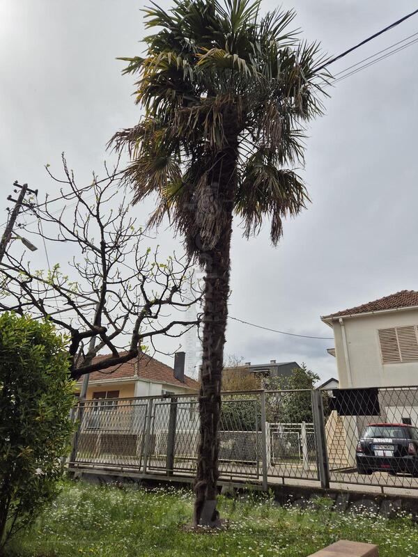 Palma (27 godina stara)