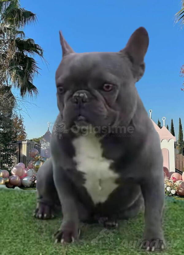 Parenje Blue Micro Extreme Gorilla  French Buldog-Kinez 