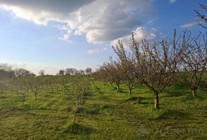 Poljoprivredno zemljište 11510m2 - Kikinda - > Okolina grada