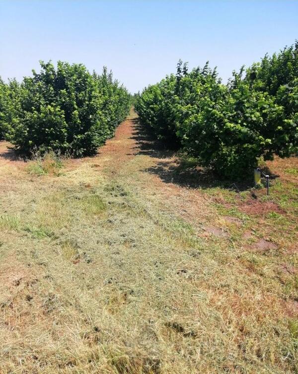 Poljoprivredno zemljište 47000m2 - Subotica - Bački Vinogradi