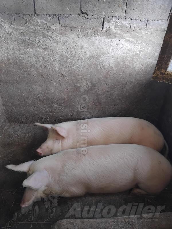 Prodajem domaće svinje