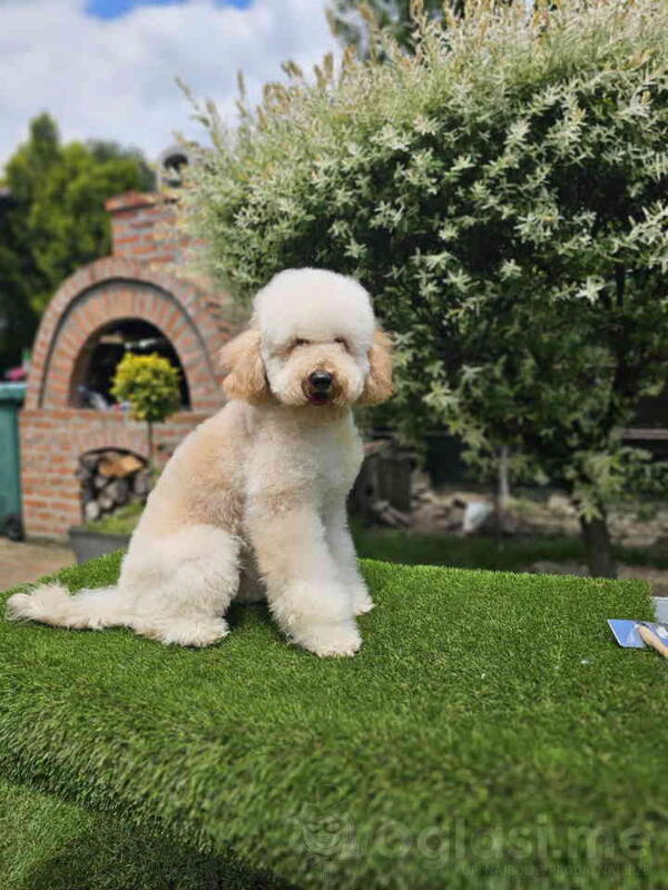 U ponudi srednja apricot PUDLA, star 6,5 mes 