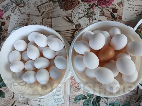 Domaća jaja sa otvorenog