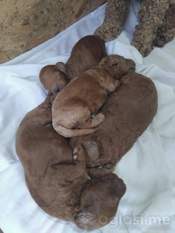 Na prodaju stenci patuljaste PUDLE 