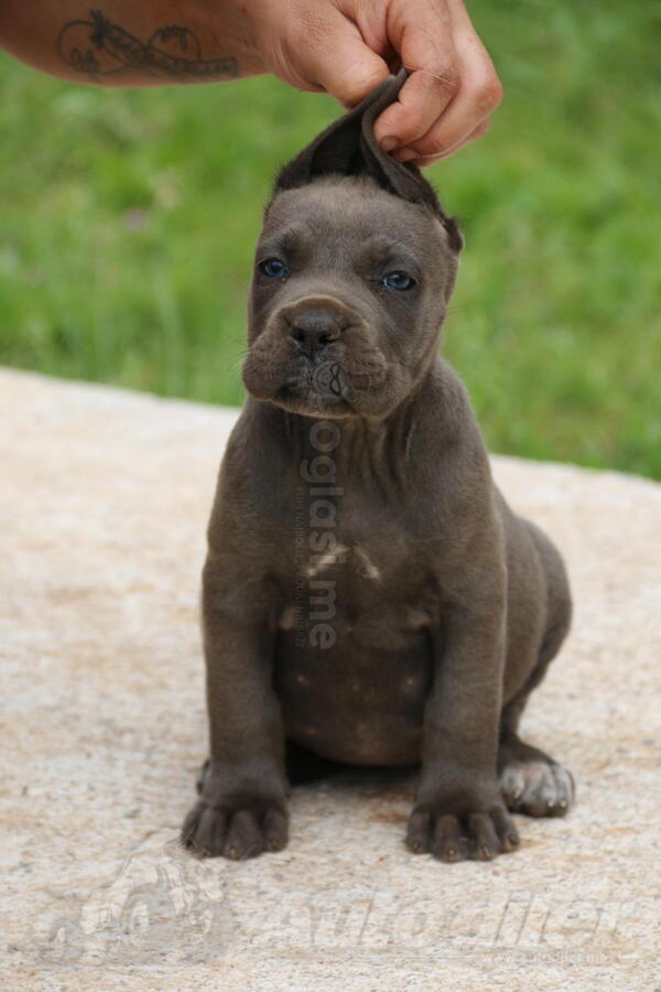 Cane Corso
