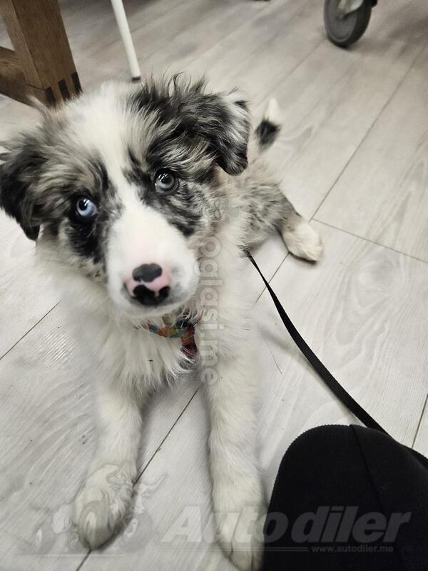 Border Collie (Merle) Štene