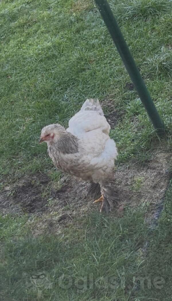 Prodajem 2 kokoske i 3 kokota brame