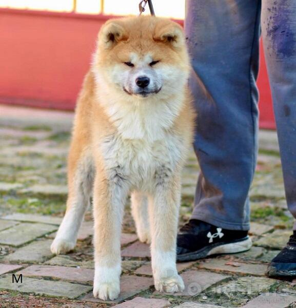 Akita Inu 