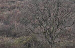 Građevinsko zemljište 28000m2 - Podgorica - Donja Gorica