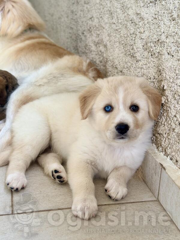 Poklanjamo stenad mix haskija i retrivera