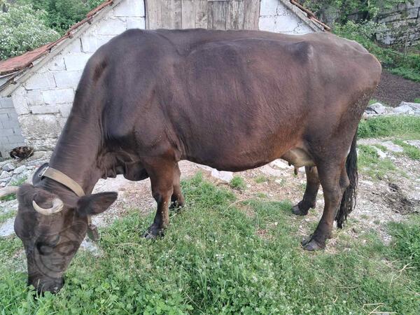 Krava 3 mjeseca steona,daje 20 litara varenike